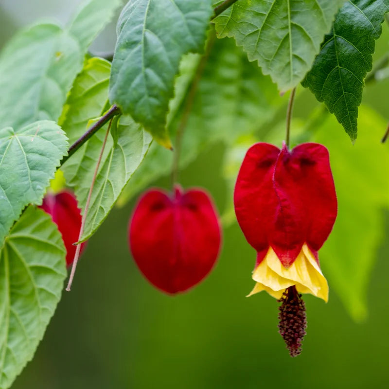 2 Abutilon Plants - Lantern Tree Live Plant 2-5 Inch - Hanging Flower Vine - Indoor/Outdoor Growing