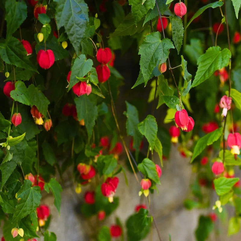 2 Abutilon Plants - Lantern Tree Live Plant 2-5 Inch - Hanging Flower Vine - Indoor/Outdoor Growing