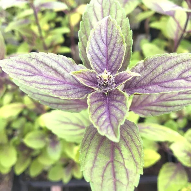 African Blue Basil Plants - 6 Live Basil Plants in 4'' Pots