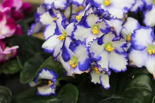 African Violet Live Plant 4 Inch Potted White Blue Flowering House Plant