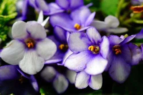 African Violet Live Plant 4 Inch Potted White Blue Flowering House Plant