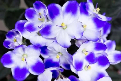 African Violet Live Plant 4 Inch Potted White Blue Flowering House Plant
