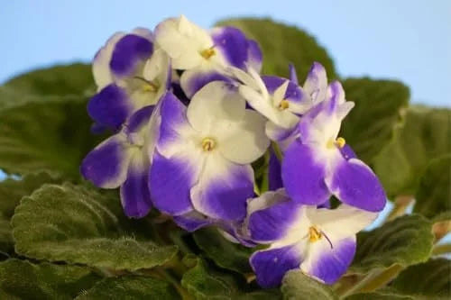 African Violet Live Plant 4 Inch Potted White Purple Indoor Flowering Plant