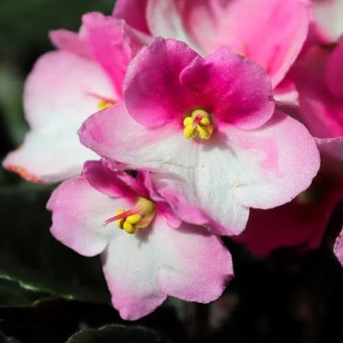 African Violet Live Plant - Pink White Flower Houseplant 4 Inch Pot Indoor Ready to Grow