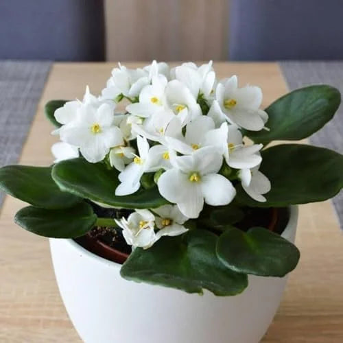 African Violet Live Plant - White Flower Houseplant - 4 Inch Pot - Ready to Grow Indoor