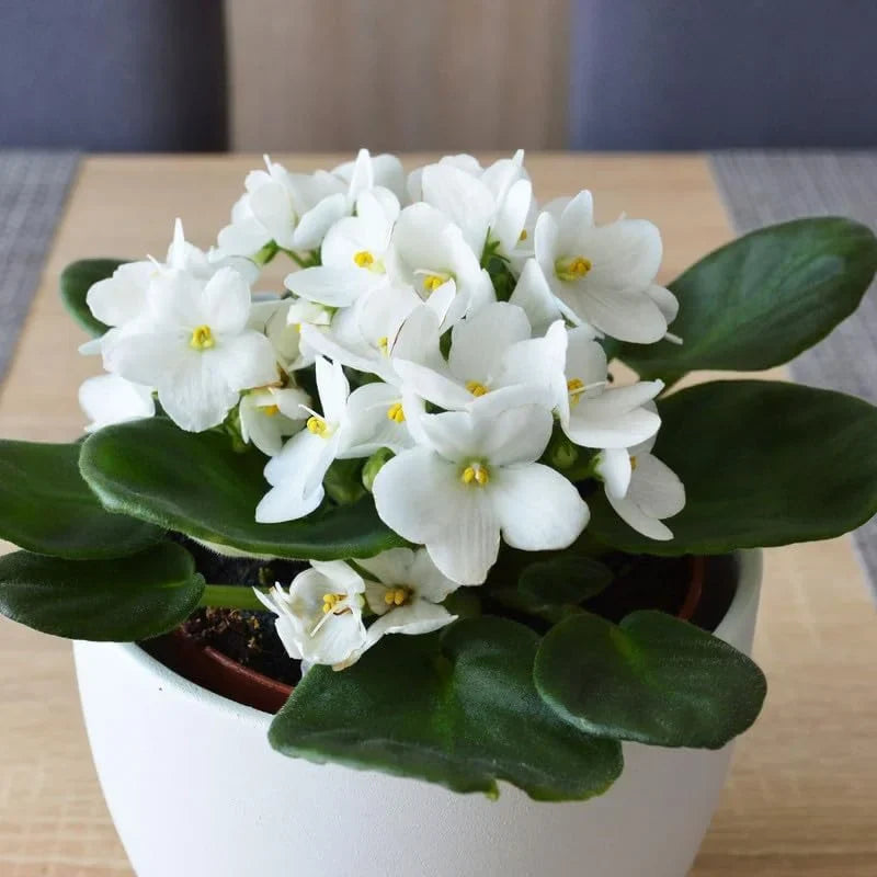 White African Violet Live Plant 4 Inch Potted Indoor Outdoor Flower Plant