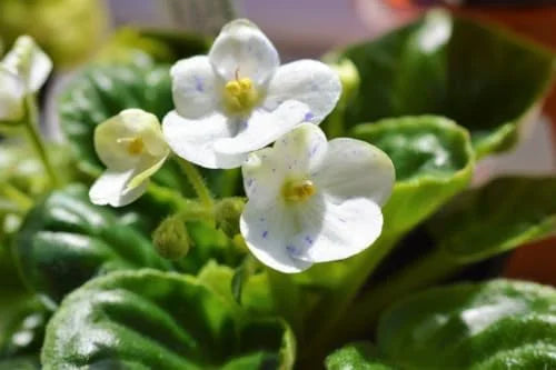 African Violet Plant Live - 4 Inch Potted, White Flowers, Indoor/Outdoor Gardening