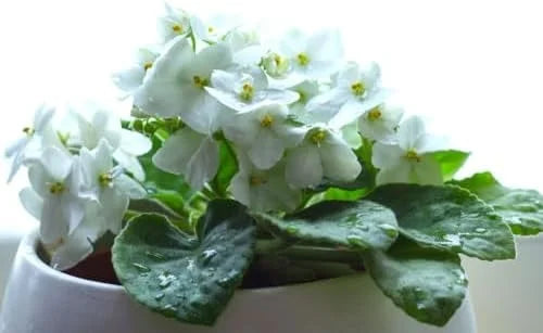 African Violet Plant Live - 4 Inch Potted, White Flowers, Indoor/Outdoor Gardening