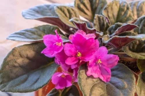 African Violet Plant Live Indoor - Burgundy Red, 4 Inch Pot, House Plant