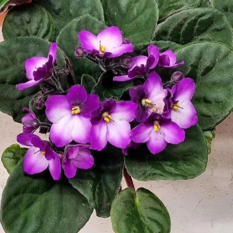 African Violet Plant - Purple &amp; White Flowering Saintpaulia - 4 Inch Pot Houseplant