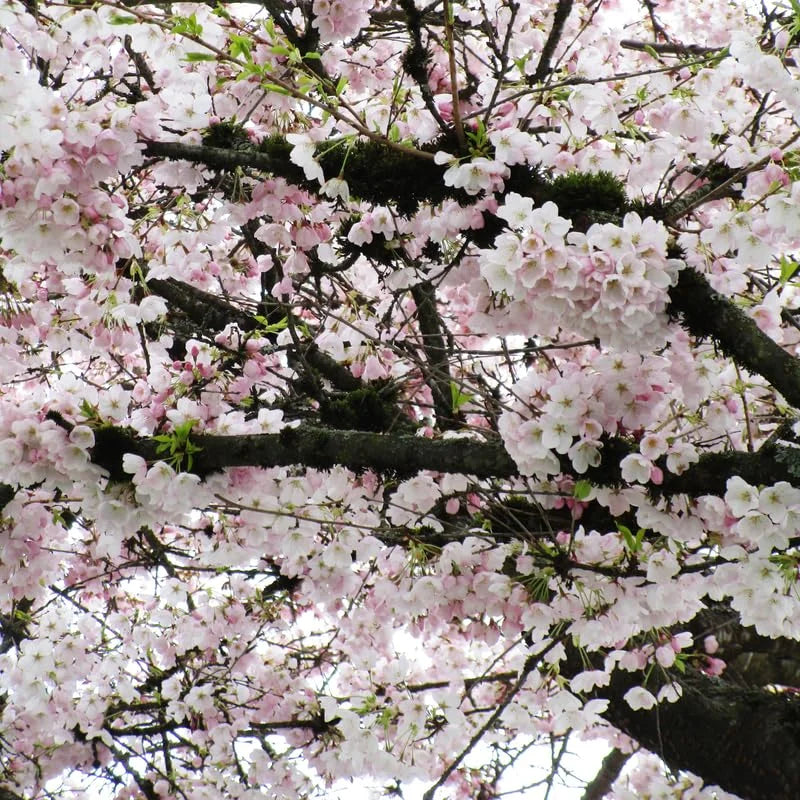Akebono Cherry Blossom Tree - 8-10 Inch Potted Flowering Tree