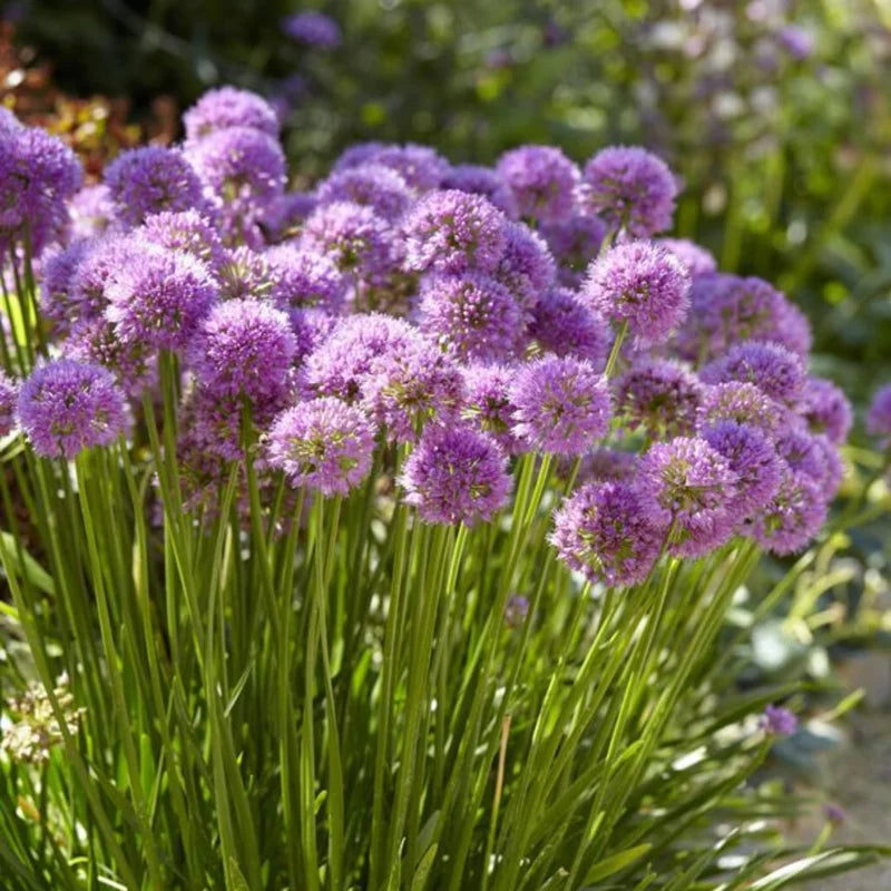 Allium Millenium Plant - 2.5 Inch Potted Flower - Ornamental Onion