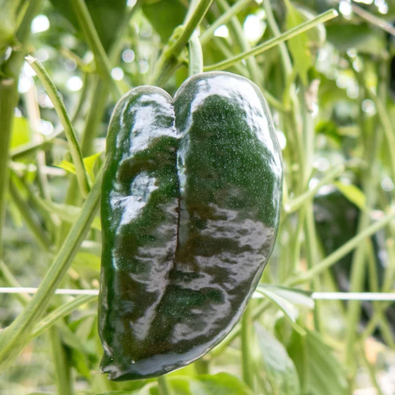 3 Ancho Poblano Pepper Plants - Vegetable Plants - Garden Ready