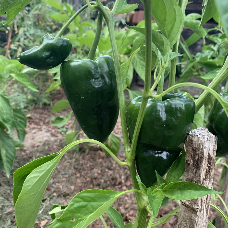 3 Ancho Poblano Pepper Plants - Vegetable Plants - Garden Ready