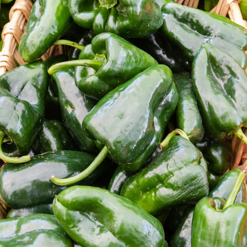 3 Ancho Poblano Pepper Plants - Vegetable Plants - Garden Ready