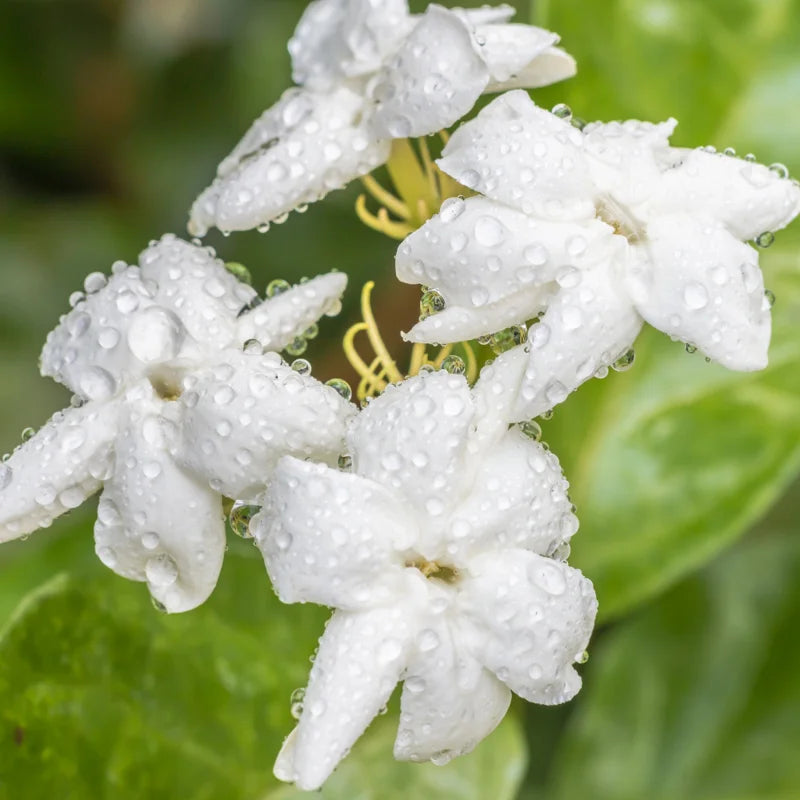 Arabian Jasmine Sambac Plant - 4 Inch Pot - Fragrant White Flowers