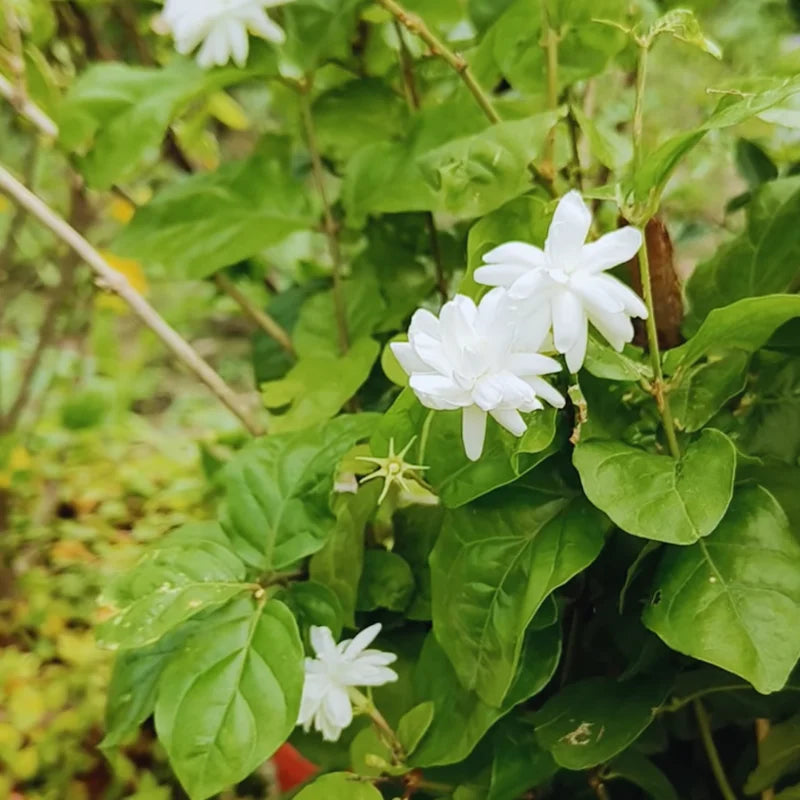 Arabian Jasmine Vine Starter Plants - 3 Live Plants, 5-8 Inches Tall - Outdoor Patio Gardening