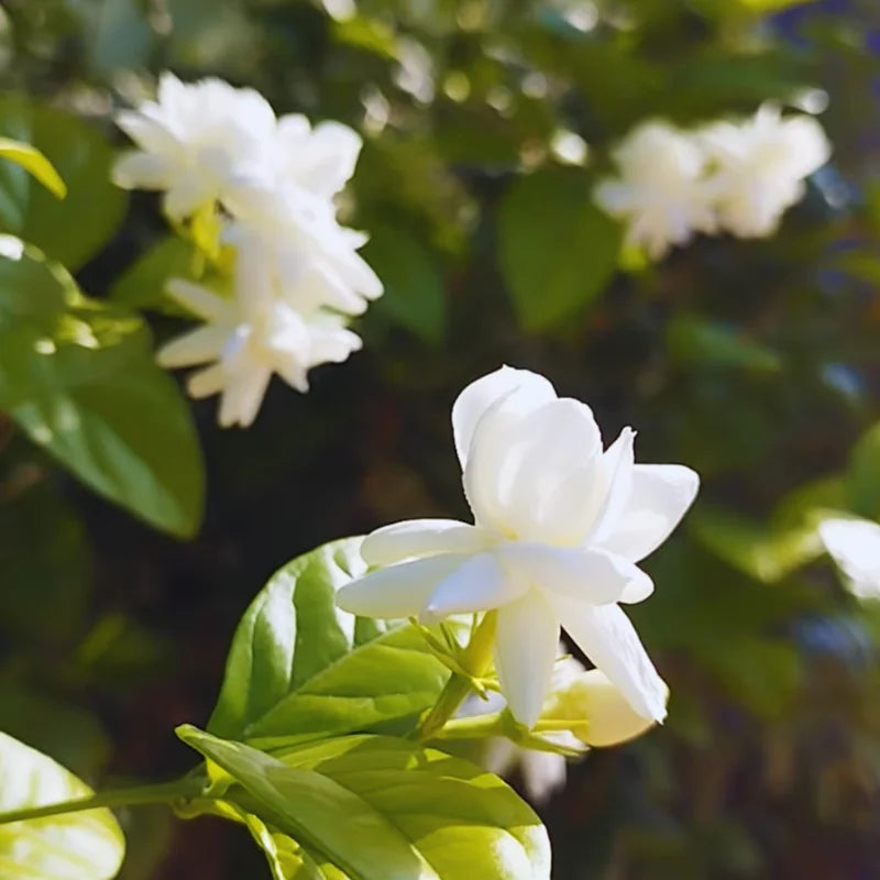 Arabian Jasmine Vine Starter Plants - 3 Live Plants, 5-8 Inches Tall - Outdoor Patio Gardening