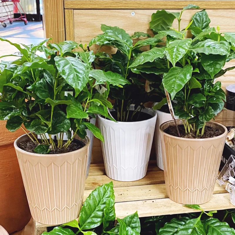 Arabica Coffee Bean Plant - 4 Inch Pot - Indoor/Outdoor Perennial