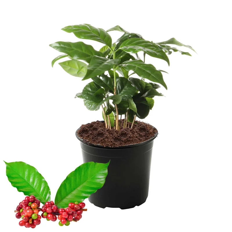 Arabica Coffee Bean Plant - 4 Inch Pot - Indoor/Outdoor Perennial