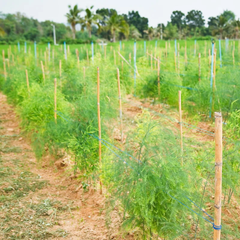 Asparagus Crowns 5 Pack, Live Bare Root, Vegetable Garden