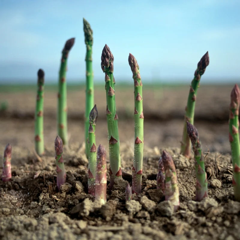 Asparagus Seeds - Green Asparagus Vegetable Seeds for Planting