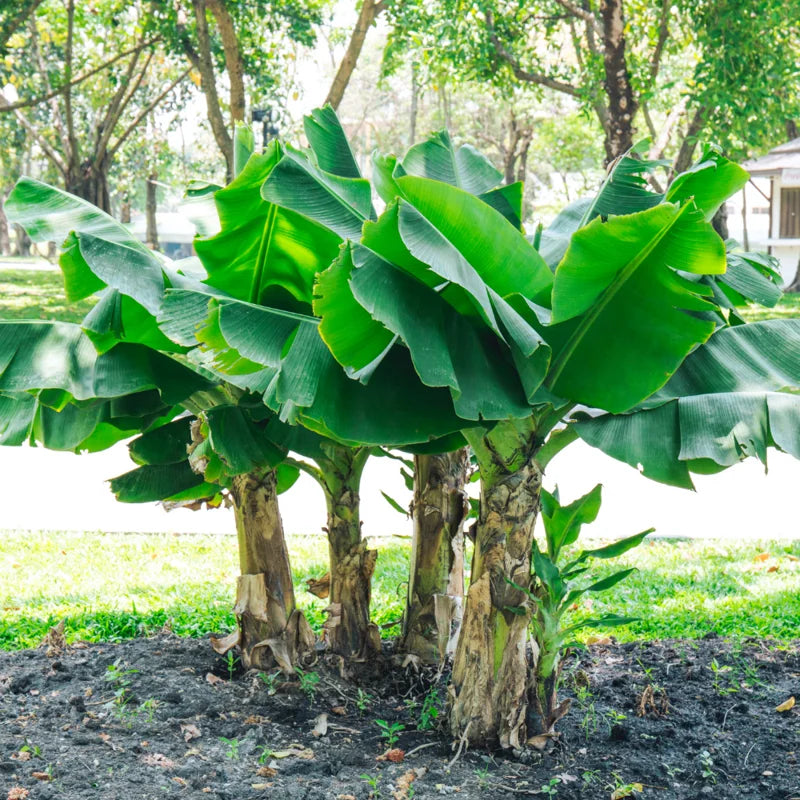 Banana Tree Live Plant - 5-7 Inch Well Rooted Banana Fruit Plant