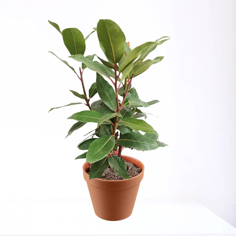 Bay Leaf Plant Laurus Nobilis Live Plant 8-12 inch 3 inch Pot