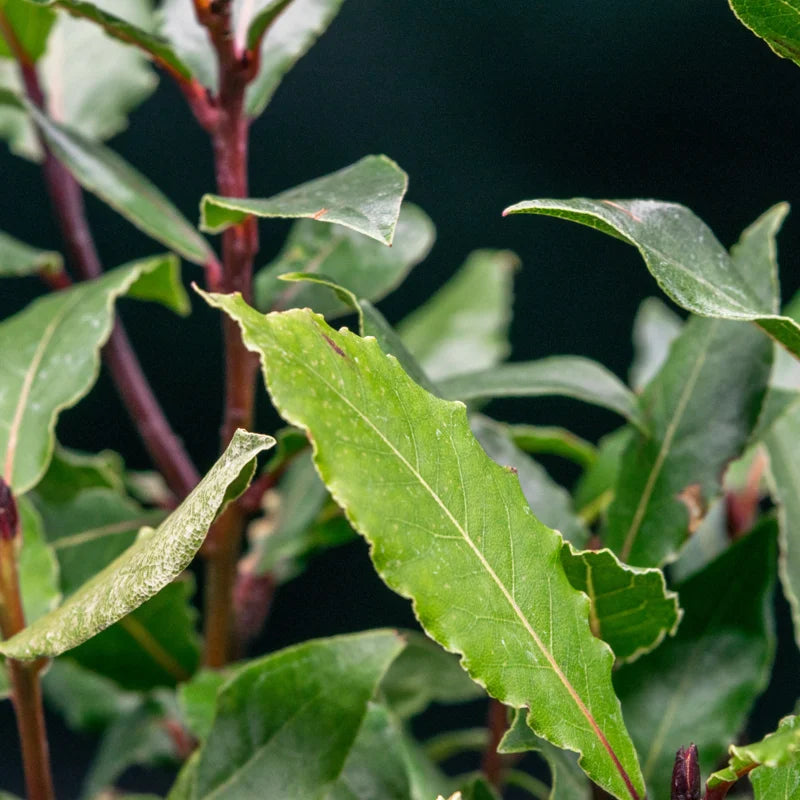 Bay Leaf Plant Laurus Nobilis Live Plant 8-12 inch 3 inch Pot