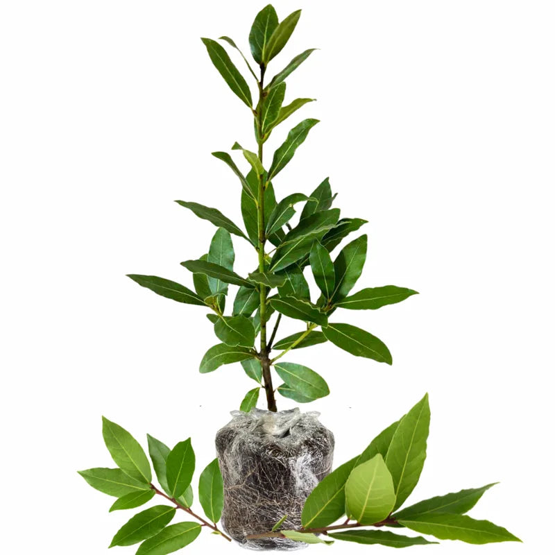 Bay Leaf Tree Live Plant - 5-9 Inch Sweet Bay Laurel - Culinary Herb