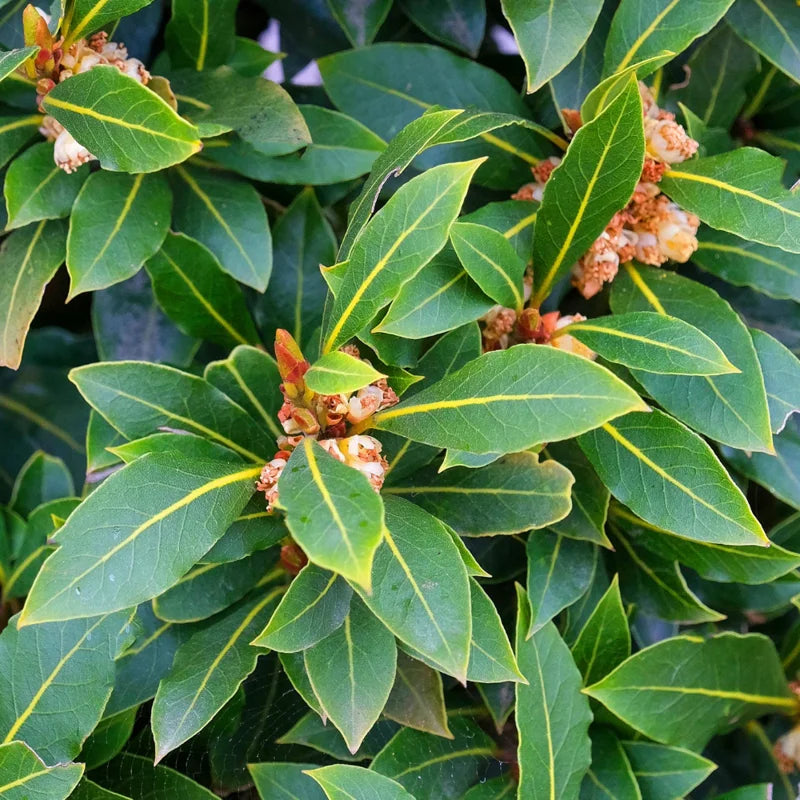 Bay Leaf Tree Live Plant - 5-9 Inch Sweet Bay Laurel - Culinary Herb