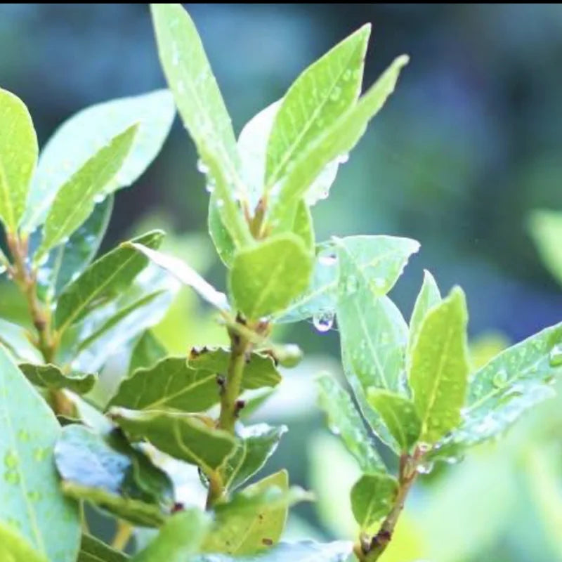 Bay Leaf Tree Live Plant - Laurus Nobilis, 8-12 inch, 3" Pot - Sweet Bay Laurel