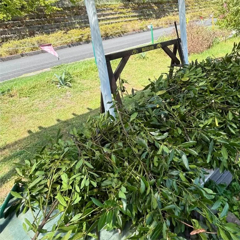 Bay Leaf Plant Laurus Nobilis Live Plant 8-12 inch 3 inch Pot