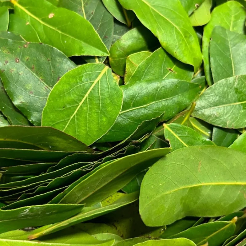 Bay Leaf Tree Live Plant - Laurus Nobilis, 8-12 inch, 3" Pot - Sweet Bay Laurel