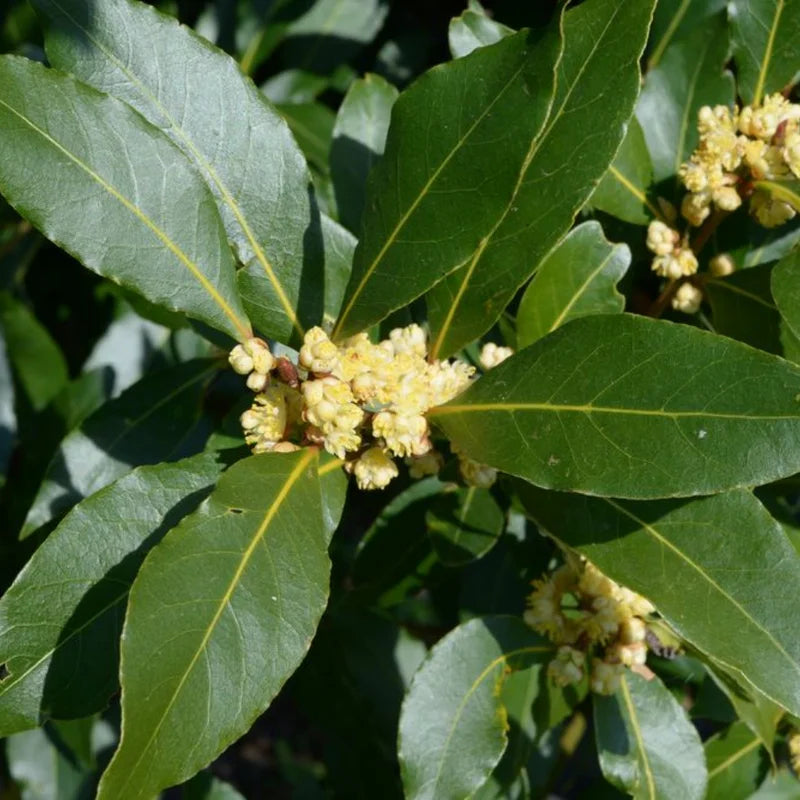 Bay Leaf Tree Plant - Bay Laurel Starter Plant 5-8 Inch - Herb Perennial