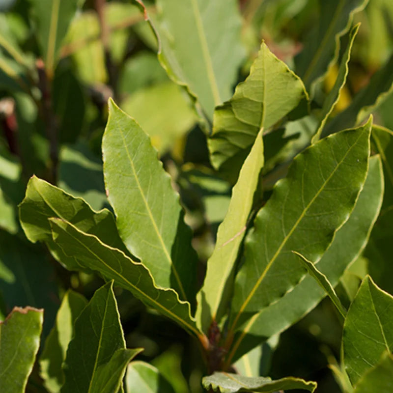 Bay Leaf Tree Plant - Bay Laurel Starter Plant 5-8 Inch - Herb Perennial