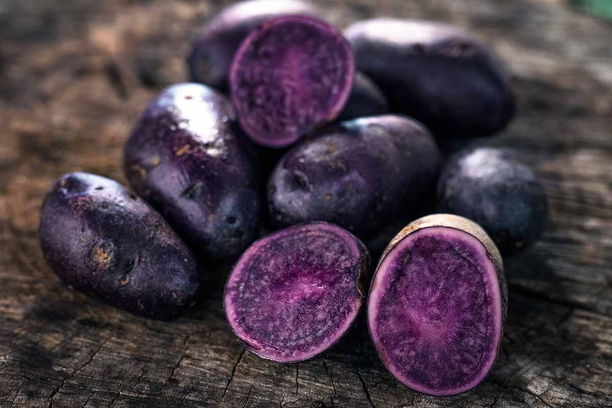 Heirloom Potato Seeds - True Vegetable Seeds for Growing