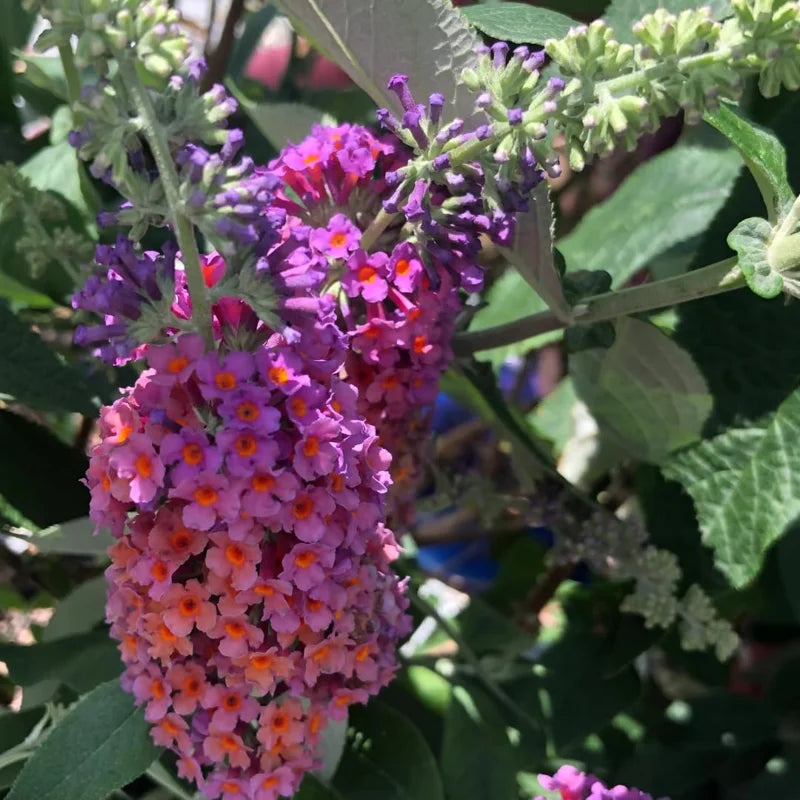 Bicolor Butterfly Bushes Plant, 2.5 Inch Pot