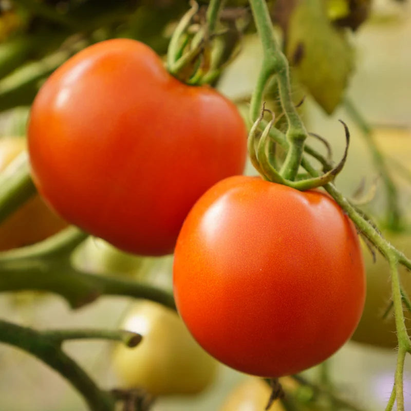 Big Boy Tomato Plant - Vegetable Plant - 2.5 Inch Pot - Garden Ready