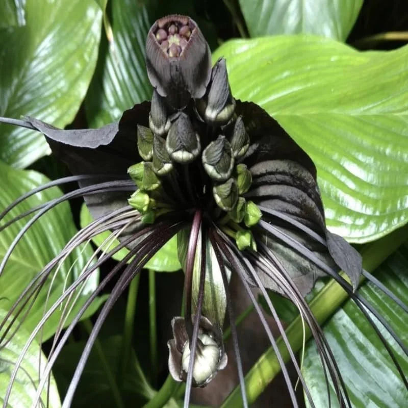 Black Bat Flower Plant - Live Tacca Chantrieri Plant - 2 Inch Pot - Set of 2