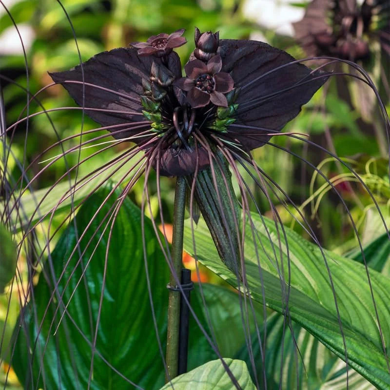 Black Bat Flower Plant - Live Tacca Chantrieri Plant - 2 Inch Pot - Set of 2