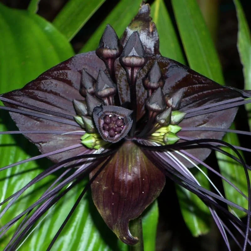 Black Bat Flower Plant - Tacca Chantrieri Live Plant - 4 Inch Pot - Indoor/Outdoor