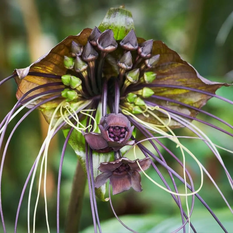 Black Bat Flower Live Plant - Tacca Chantrieri in 4 Inch Pot - Exotic Black Orchid Indoor/Outdoor