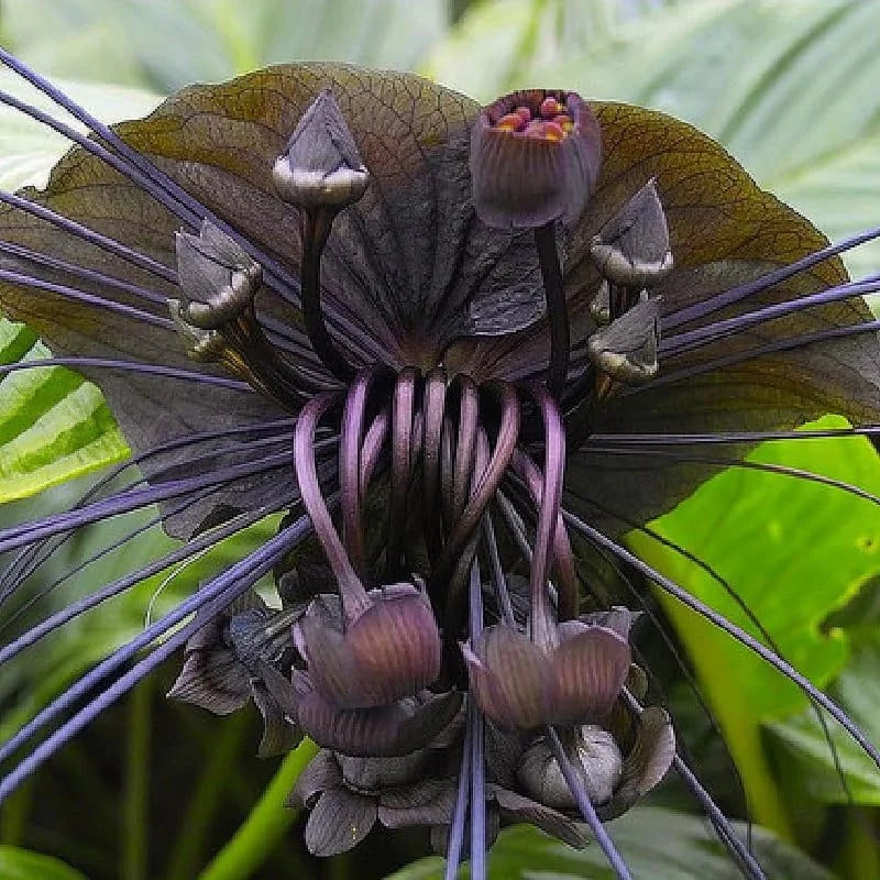 Black Bat Orchid Plant - Tacca Chantrieri Live Plant - 4 Inch Pot - Black Flower - Houseplant