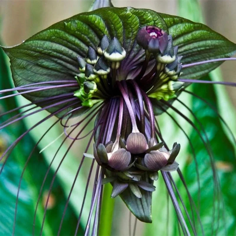 Black Bat Flower Live Plant - Tacca Chantrieri in 4 Inch Pot - Exotic Black Orchid Indoor/Outdoor