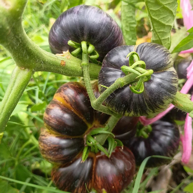 Black Brandywine Tomato Plant - Vegetable Plant 2.5 Inch Pot