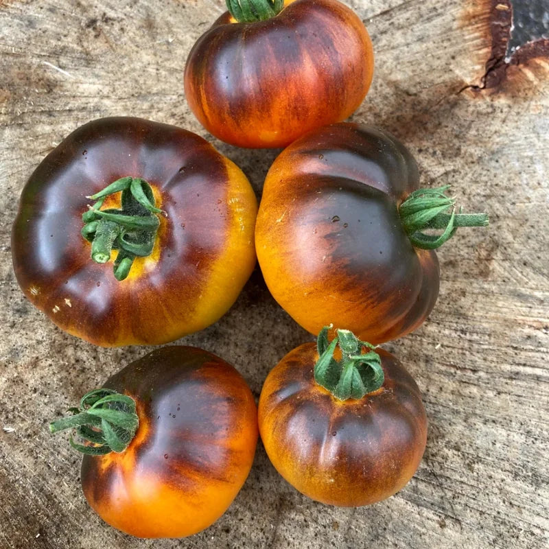 Black Brandywine Tomato Plant - Vegetable Plant 2.5 Inch Pot