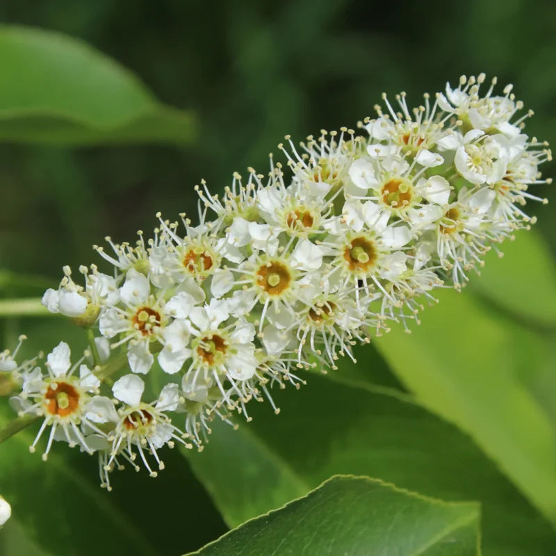 Black Cherry Tree Live Plant - Fruit Tree Seedling 6-8 Inch