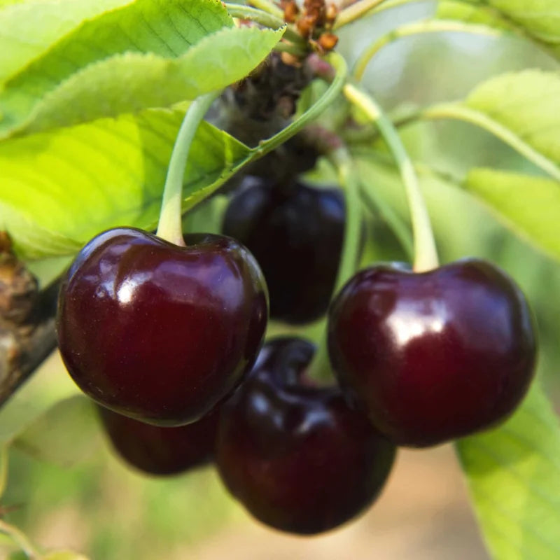 Black Cherry Tree Live Plant - Fruit Tree Seedling 6-8 Inch