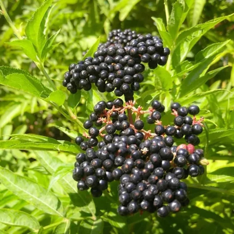 Black Elderberry Plants: 3 Live American Elderberry Bushes 6-12 Inch, Sweet Fruit